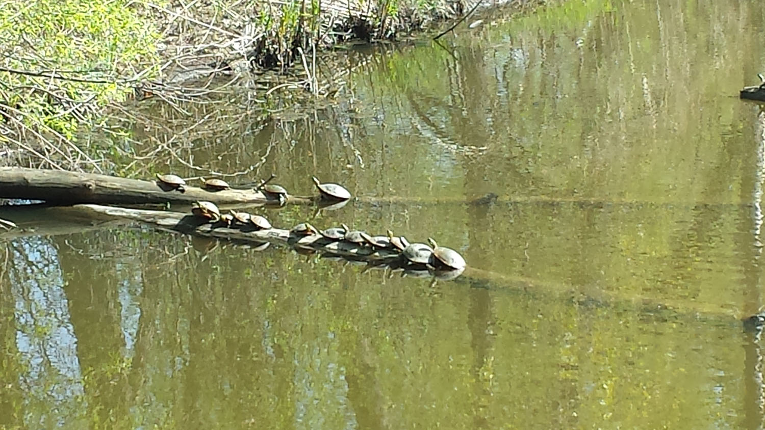 turtles in a line climbing up a branch on top of the water