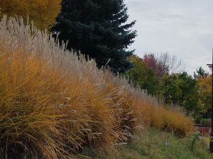 hill of fall grasses