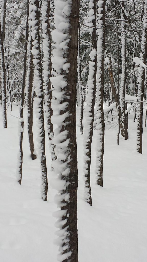 forest with snow on one side of the tree trunks