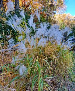 tall fall grasses