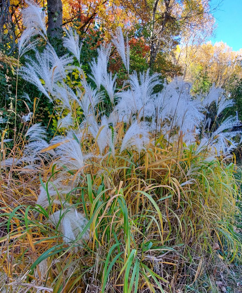 tall fall grasses