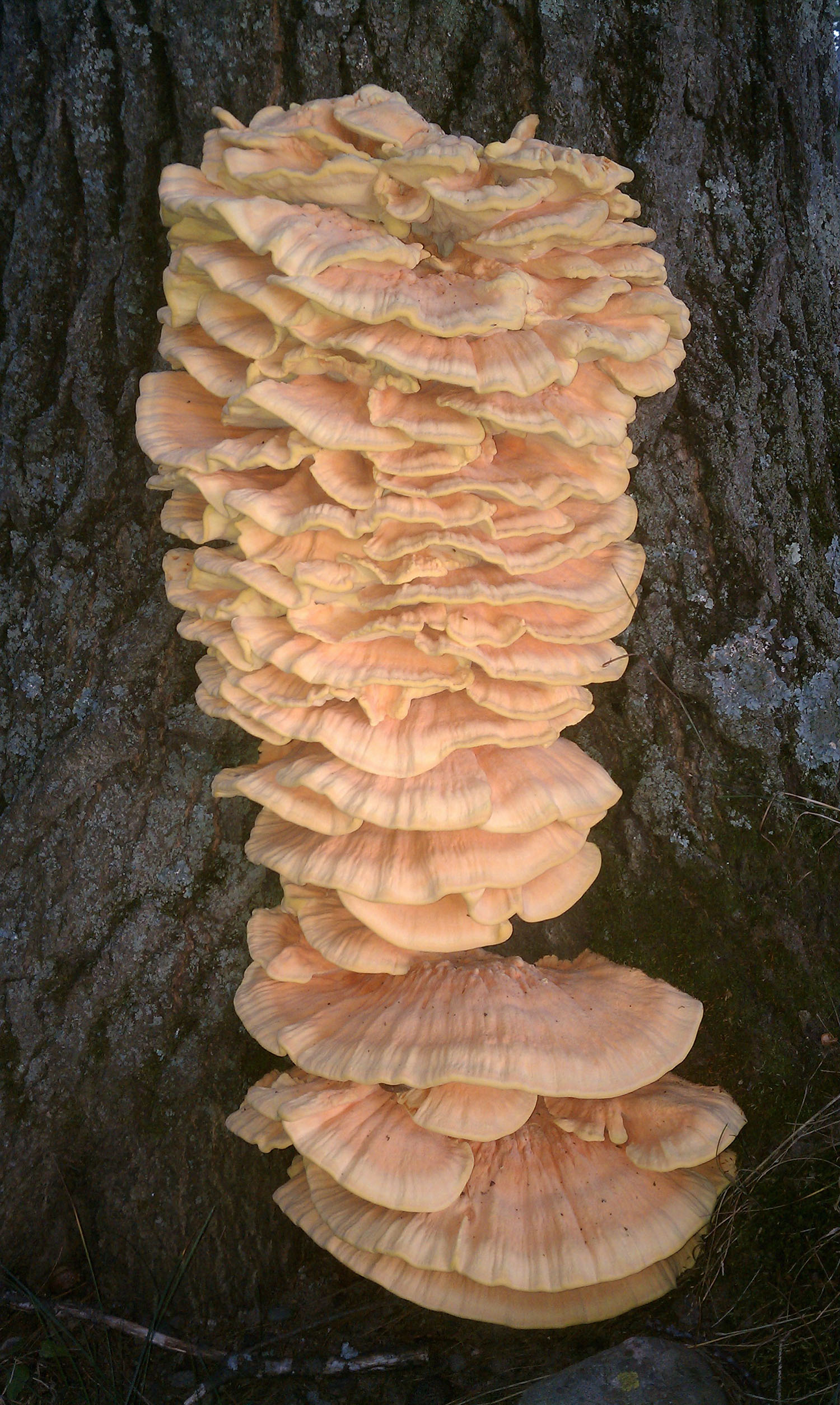 mushrooms growing on tree trunk