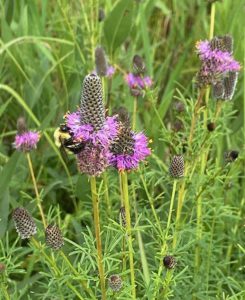 bumble bee on a purple flower