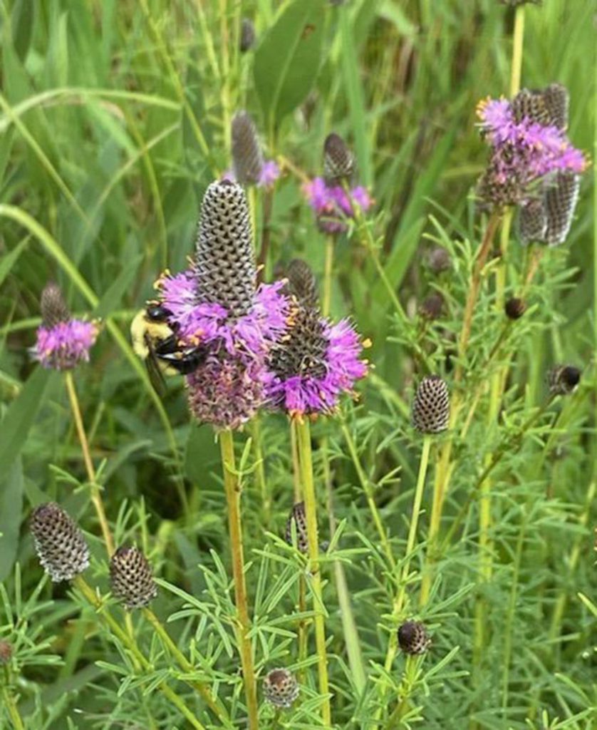 bumble bee on a purple flower