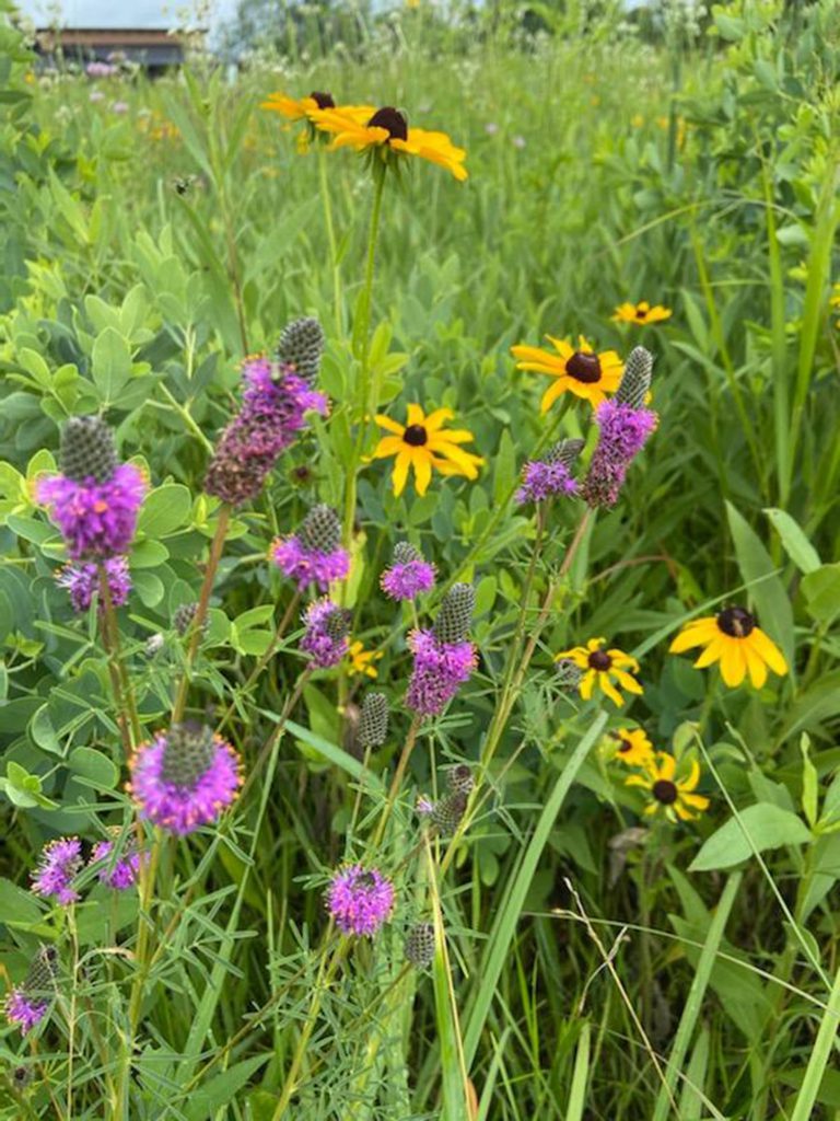 purple and yellow flowers