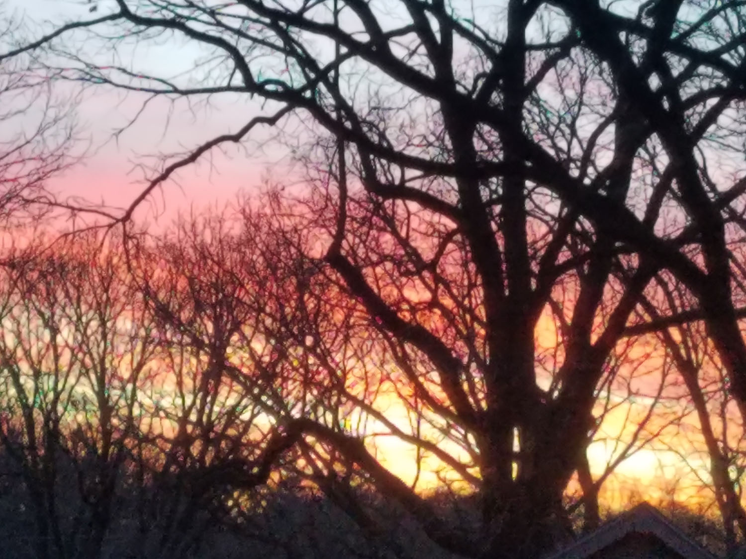 sunset through winter trees