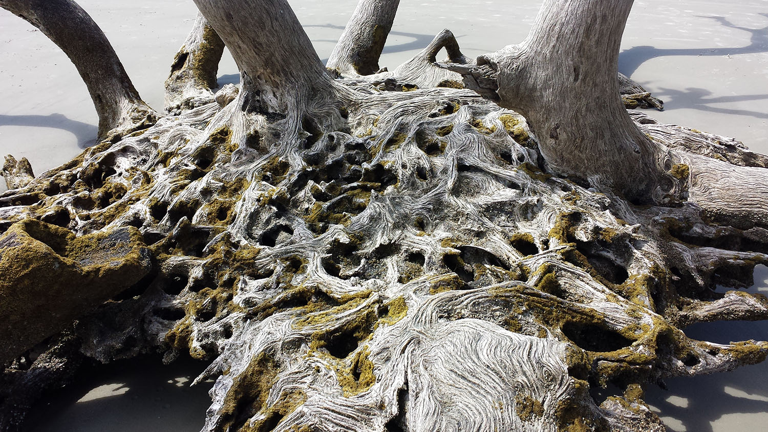 Entwined tree roots on a beach