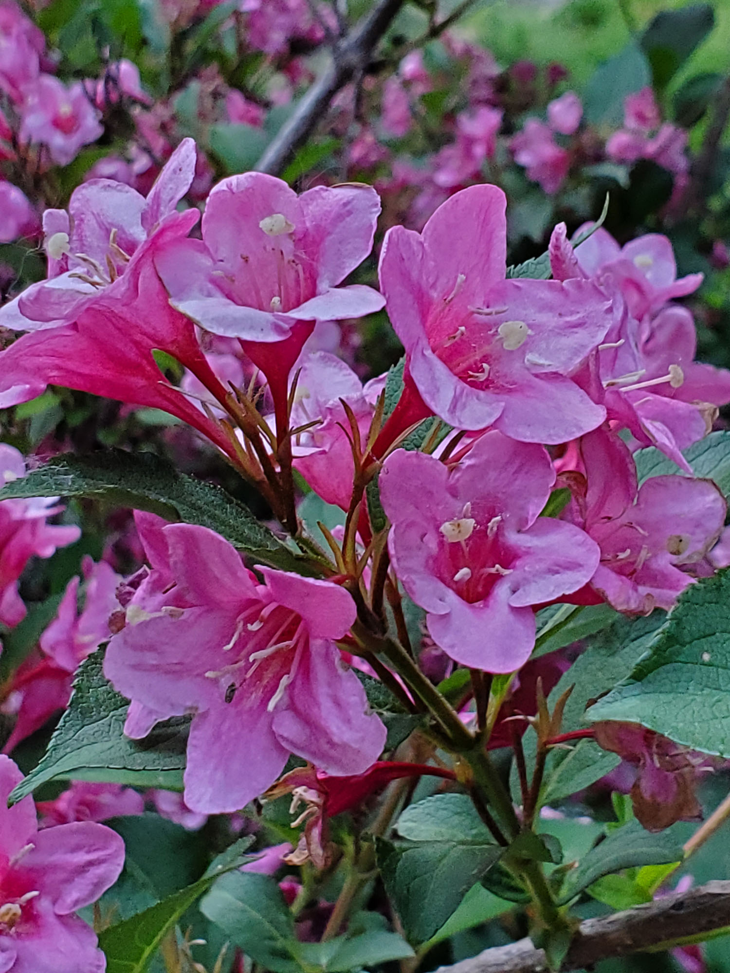 pink flowers