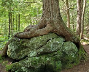 Tree growing over and around rock