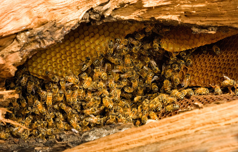 Beehive in a log
